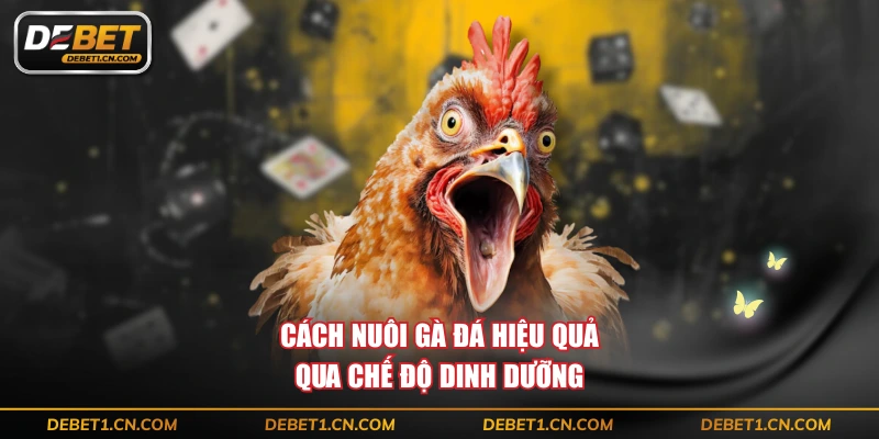 Cách nuôi gà đá hiệu quả qua chế độ dinh dưỡng