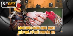 Cách nuôi gà đá