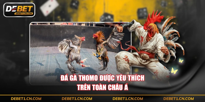 Đá gà Thomo được yêu thích trên toàn châu Á