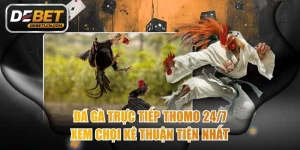 Đá gà trực tiếp Thomo 24/7