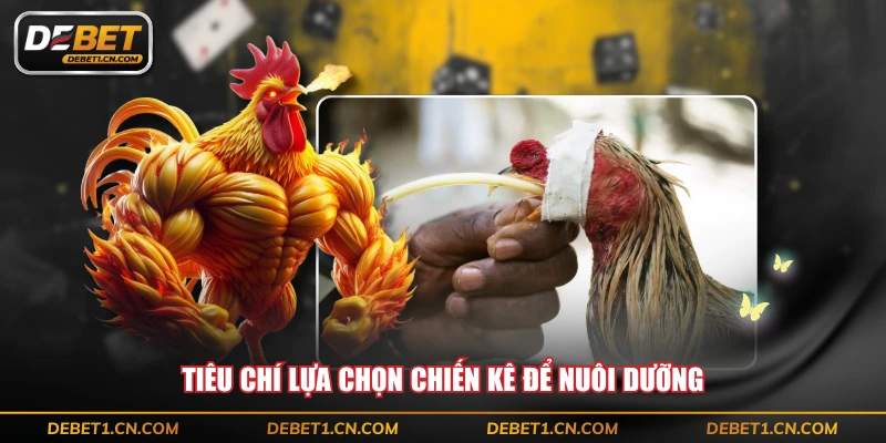 Tiêu chí lựa chọn chiến kê để nuôi dưỡng