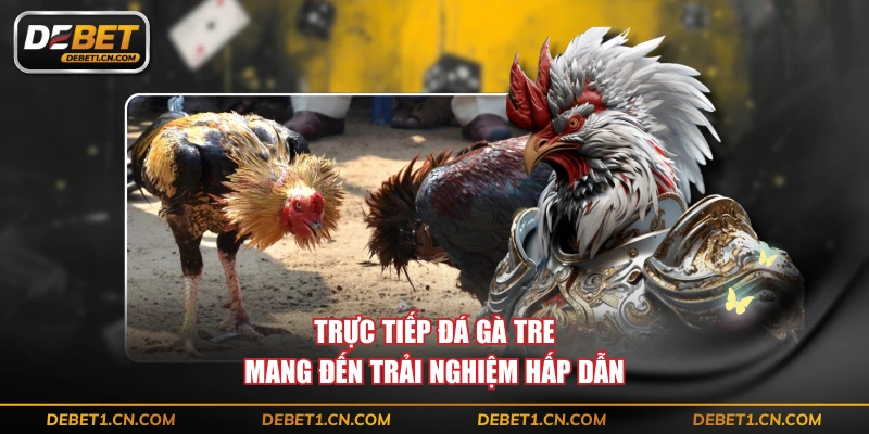 Trực tiếp đá gà tre mang đến trải nghiệm hấp dẫn