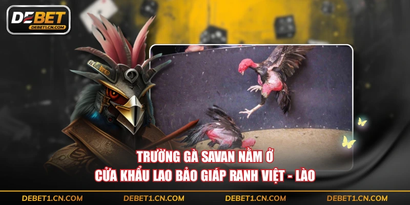 Trường gà Savan nằm ở cửa khẩu Lao Bảo giáp ranh Việt - Lào